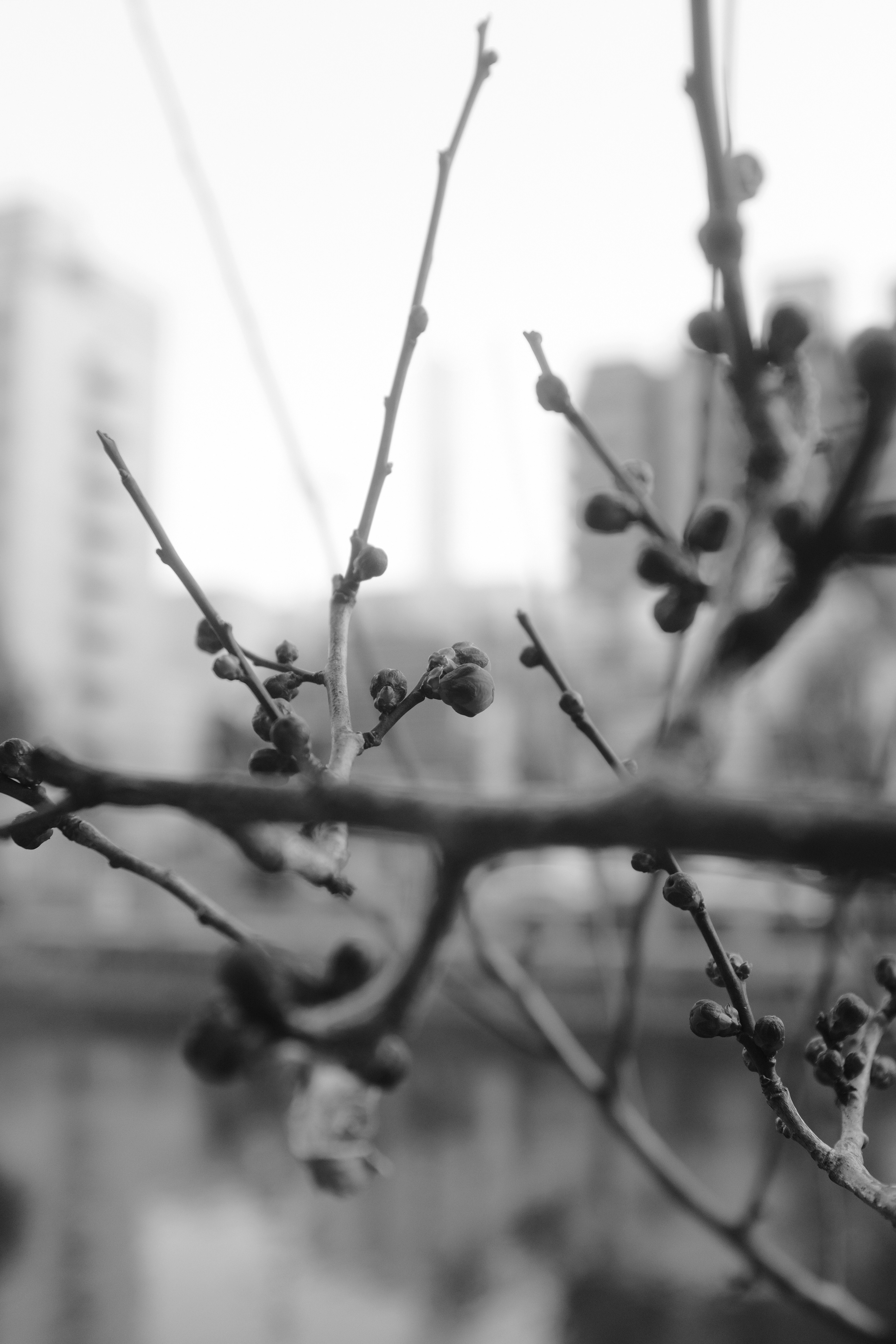 grayscale photo of plant stem